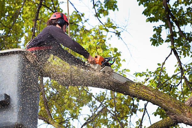 Trusted Baldwin Park, CA  Tree Services Experts